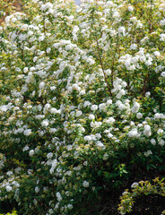 A large bush with many white flowers