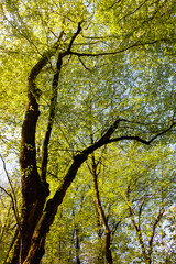 A tree with green leaves is the main focus of the image