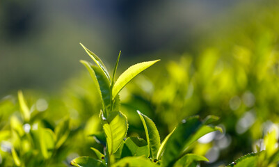 Close-up of bright green colored green Ceylon tea leaves.
