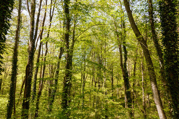 Fototapeta premium A forest with many trees and vines