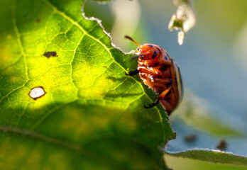 A bug is eating a leaf