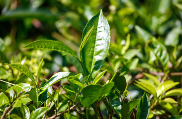 Close-up of bright green colored green Ceylon tea leaves.