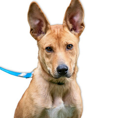 Basenji Mix with Upright Ears on White Background
