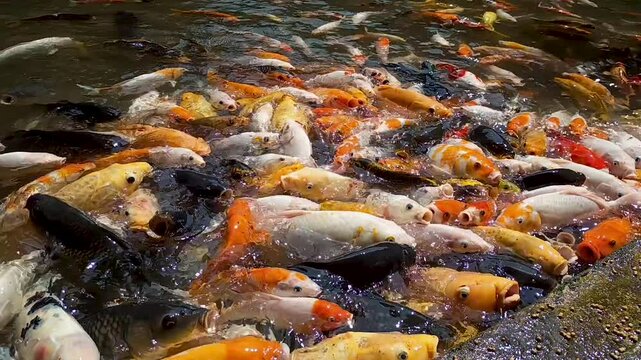 A group of koi fish is competing for food on the surface of the water. Cyprinus carpio