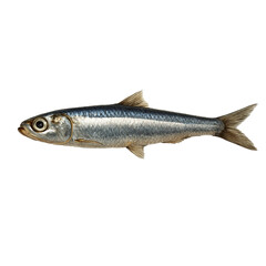 Fototapeta premium fresh fish on white background