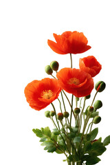 Naklejka premium [Transparent Background PNG]Vibrant Orange Poppy Bouquet Close-up