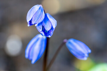 Early Spring Blue Scilla Flowers with Nodding Bell-shaped Blooms. Macro Close-up Reveals the...