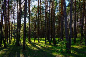 Sunlight illuminating green grass and tree trunks in a forest, creating natural reflections and shadows. A beautiful spring or summer woodland scene.