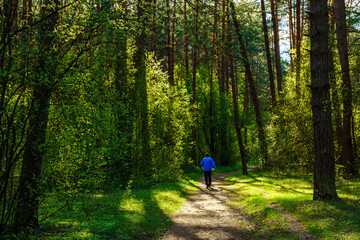 Fototapeta premium Man walking on a sunlit dirt path in a green forest. Summer forest scenery for nature background or outdoor activity concept.