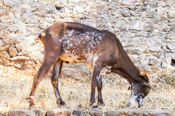 Brown and white goat grazing near stone wall in Alajar, Spain