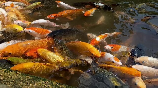 A group of koi fish is competing for food on the surface of the water. Cyprinus carpio