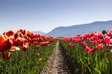 Fototapeten Tulpen field of tulips  © Josh Scholten