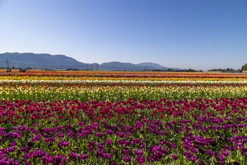 field of tulips
