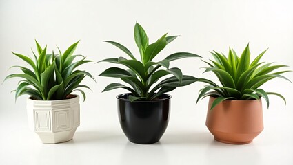Fototapeta premium Three indoor plants potted in different stylish containers