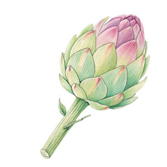 Obraz premium Vibrant watercolor artichoke showcasing shades of green and pink during autumn harvest season