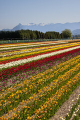 field of tulips