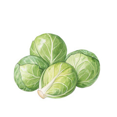 Obraz premium Brussels sprouts depicted in watercolor showcasing vibrant green hues in an autumn theme