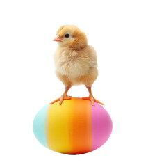 Obraz premium Colorful Easter egg with a cute chick on top for spring celebration on a transparent background, cut out