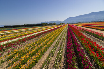 field of tulips