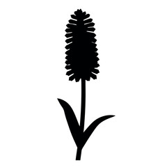 Silhouette of a Lavandula Flower, Close Up Botanical Illustration on White