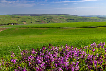 Purple flowers growing in a field with green hills in background
