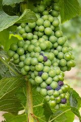 Bunch of grapes showing noble rot hanging from vine stock in vineyard