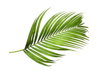 Green palm leaves on transparent background
