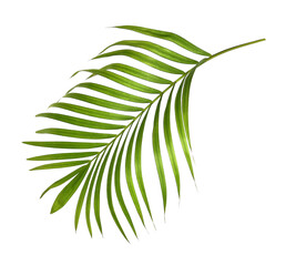 Green palm leaves on transparent background