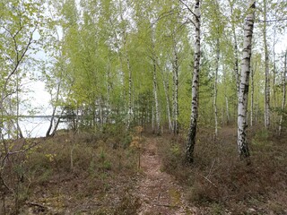Rekyva forest and lake during sunny summer day. Pine and birch tree woodland. Bushes are growing in woods. Wavy lake.Sunny day with white and gray clouds in sky. Summer season. Nature. Rekyvos miskas.