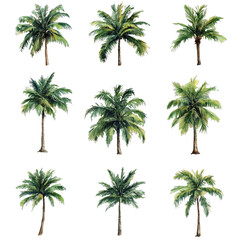 [Transparent Background PNG]Collection of Watercolor Palm Trees