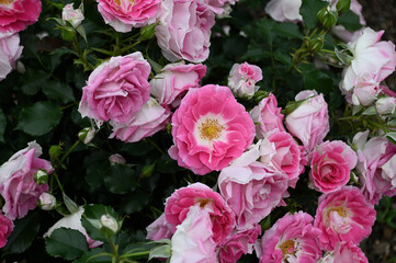 レーゲンスブルグ