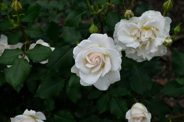 フレンチレース