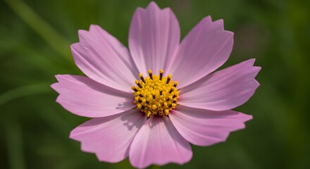 Obraz premium 優しい光浴びる淡いピンクのコスモス 柔らかな花びら 自然な美しさ. AI Generated