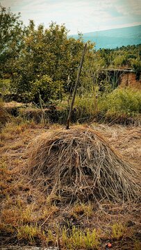 hierba o paja seca apilada en el campo