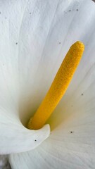 fotografía macro de floración de la cala