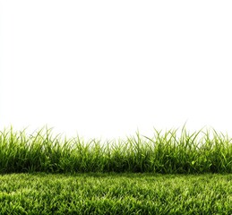 Lush green grass border against a white background.  Dense grass tufts fill the foreground and edge of the image.  A crisp white backdrop creates a stark contrast