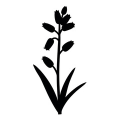 Elegant silhouette of a budding Hyacinthoides nonscripta or bluebell plant