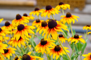 Blooming Golden-yellow black-eyed flowers of Susanna or rudbeckia, selective focus
