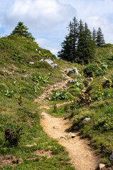 Sentier de montagne