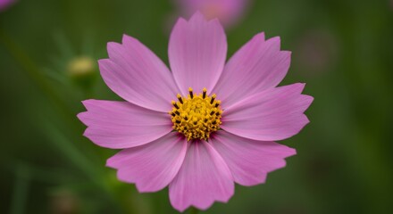 Obraz premium 優しい光浴びる淡いピンクのコスモス 鮮やか (Yasashii hikari abiru awai pinku no kosumosu azayaka) Translation: Pale pink cosmos bathed in gentle light, vivid.. AI Generated