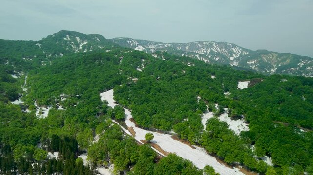 残雪があっても一斉に芽吹くブナの森