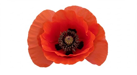 鮮やか紅いケシの花 繊細なつぼみ 白背景. AI Generated