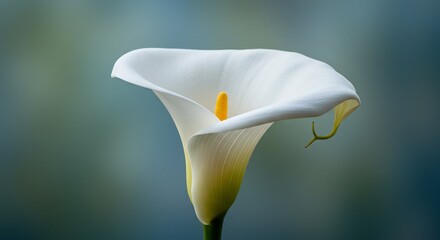 白いカラー、柔らかな光に包まれ美しく咲く. AI Generated