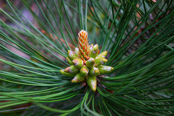 pine cone infested with aphids