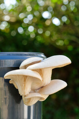 Oyster mushrooms growing out of a black plastic container. Fungiculture substrate kit for growing oyster mushrooms at home. Image with copy space.