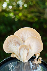 Oyster mushrooms growing out of a black plastic container. Fungiculture substrate kit for growing oyster mushrooms at home. Image with copy space.