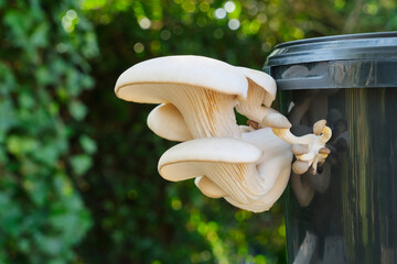 Oyster mushrooms growing out of a black plastic container. Fungiculture substrate kit for growing oyster mushrooms at home. Image with copy space.