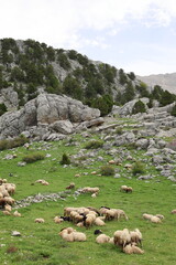 Fototapeta premium Shepherd leading sheep. Sheep mountain road High quality FullHD footage
