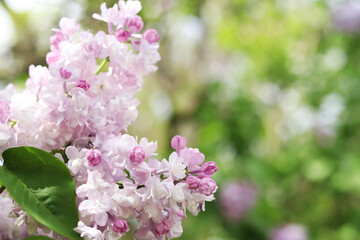 Close-up of lilac bush blossom. Beautiful varietal lilac flowers with selective focus. Floral background. Nature in spring