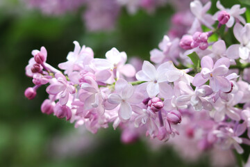 Close-up of lilac bush blossom. Beautiful varietal lilac flowers with selective focus. Floral background. Nature in spring